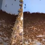 Escorpiões tomam cômodo de casa no interior do Brasil