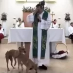 ois cachorros invadem missa para cruzar em Juiz de Fora