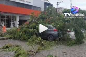 Uma árvore localizada na Praça do Rango caiu, atingindo três veículos que estavam estacionados no local. Felizmente, ninguém ficou ferido no incidente