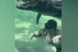 Vídeo de mulher nadando com jacaré viraliza