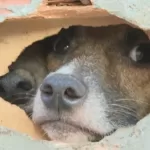 Cães são abandonados dentro de imóvel em Salvador; vizinhos têm fornecido água e alimento para os animais