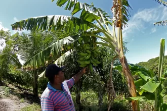 bahia verde - 1 - meio ambiente