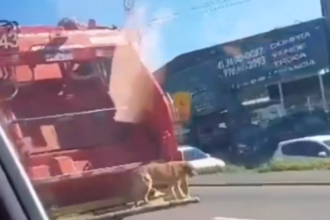 Vira-lata aventureiro chama atenção ao pegar carona em caminhão de lixo em Colombo, Paraná.