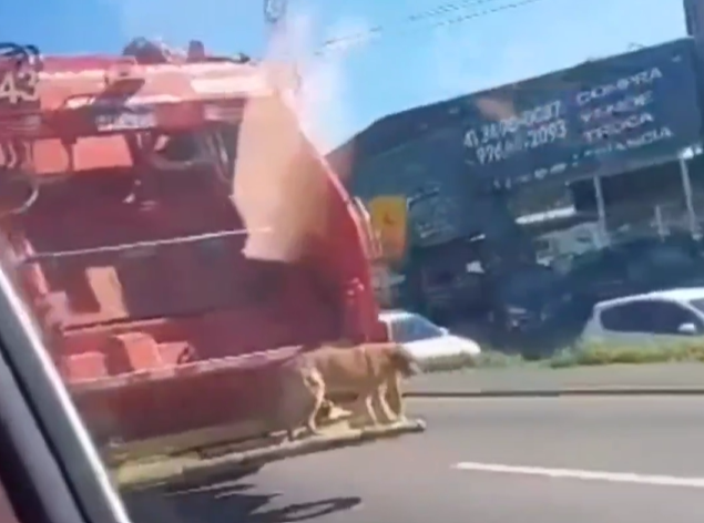 Vira-lata aventureiro chama atenção ao pegar carona em caminhão de lixo em Colombo, Paraná.