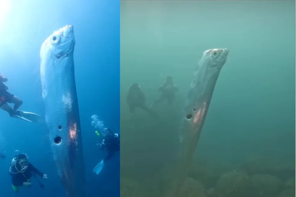 Peixe gigante flagrado em Taiwan: Existe uma lenda muito comum de que o peixe-fita é visto sempre que tem um terremoto chegando