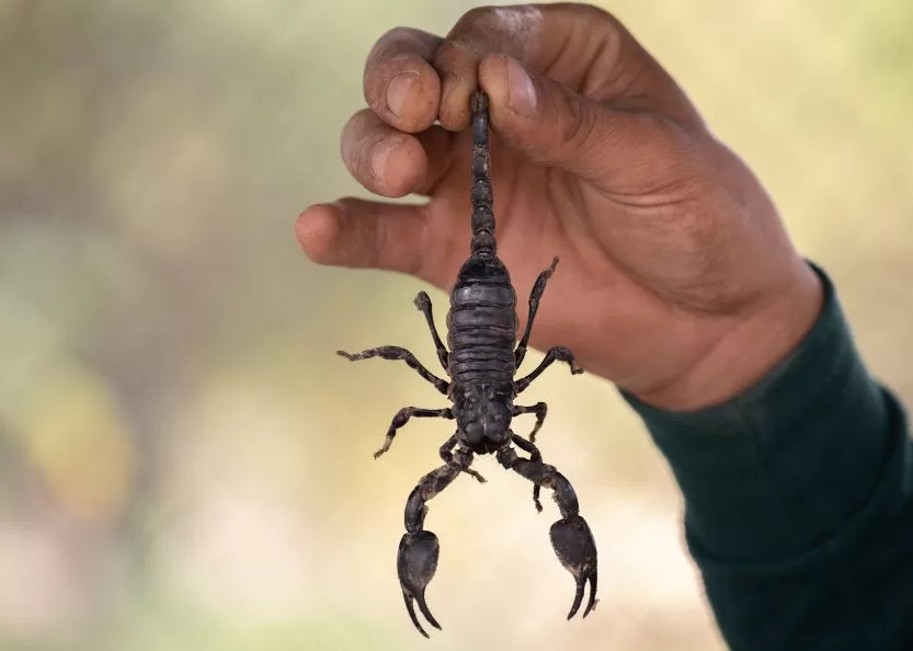 Alerta: Bahia registra quase 11 mil casos de picadas de escorpião e 15 mortes em 2023