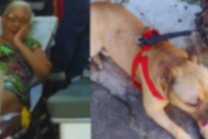 Idosa de 74 anos é atacada por cão da raça pitbull em Salvador