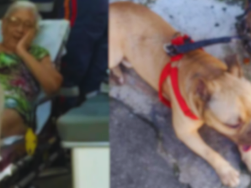 Idosa de 74 anos é atacada por cão da raça pitbull em Salvador