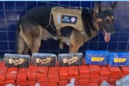 Cão Farejador 'Fuzil' auxilia Polícia a descobrir drogas em Nazaré durante a Operação "Caça às Bruxas"