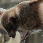 Feira de Santana: Décimo caso de raiva em morcegos aumenta preocupação na cidade