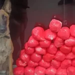 Faro implacável: Cão herói descobre 46 tabletes de cocaína em Jequié, na Bahia