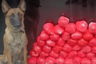 Faro implacável: Cão herói descobre 46 tabletes de cocaína em Jequié, na Bahia