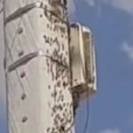 Homem segue em UTI em Vitória da Conquista após sofrer mais de 30 picadas de abelhas
