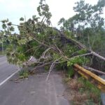 Ventos fortes derrubam árvore na BA-046 em Muniz Ferreira