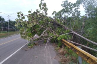 Ventos fortes derrubam árvore na BA-046 em Muniz Ferreira