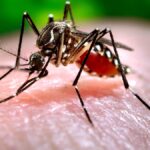 Brasil recebe milhares de vacinas contra a dengue após explosão de casos