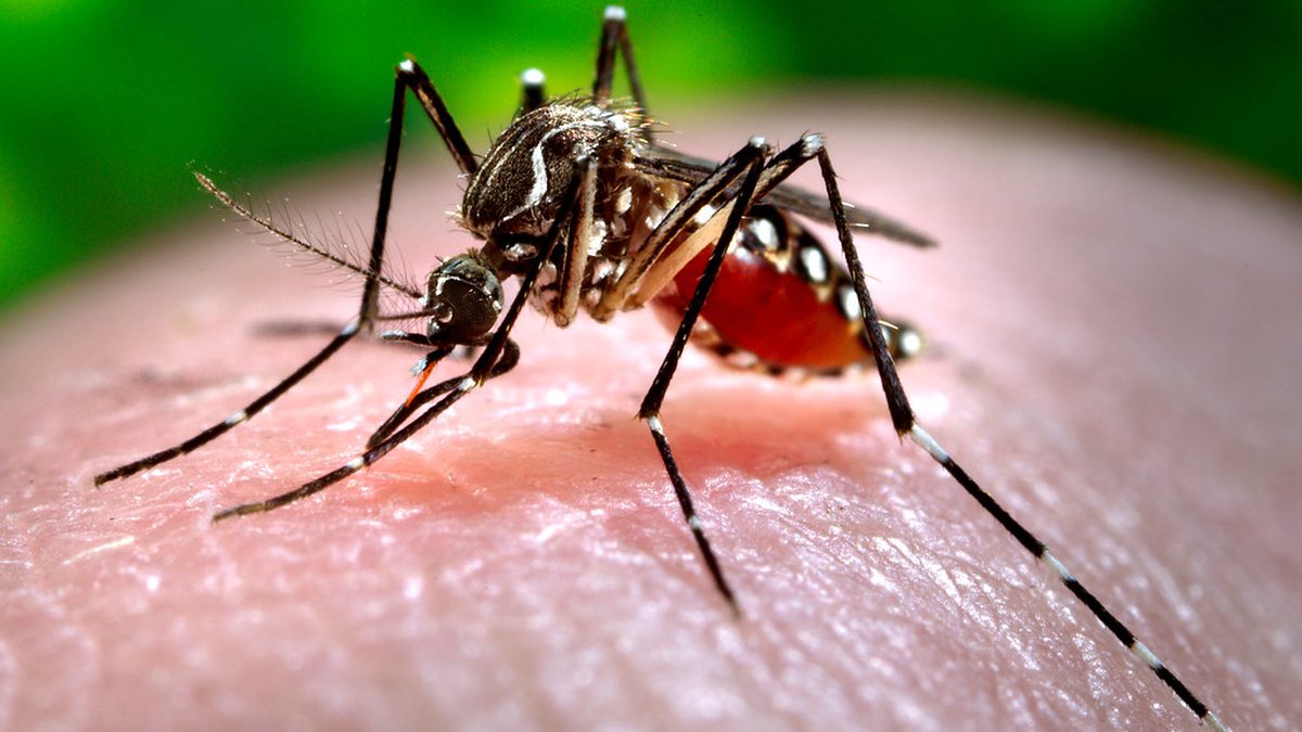 Brasil recebe milhares de vacinas contra a dengue após explosão de casos