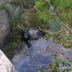 SAJ: Uma pessoa morre em após carro cair de ponte na BR-101; carro ficou submerso