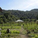 Brasil: 15 mi de hectares de imóveis rurais se sobrepõem a florestas