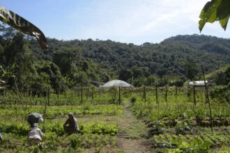 Brasil: 15 mi de hectares de imóveis rurais se sobrepõem a florestas