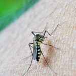 Brasil chega a 62 mortes e 408 mil casos prováveis de dengue