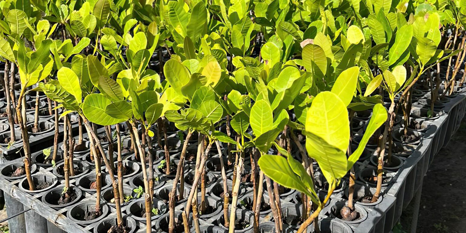 Ciência na Sapucaí: Mocidade desfila com clones de cajueiros 