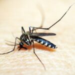 Com 28,8 mil casos, SP lança plataforma sobre situação da dengue