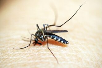 Dengue: 80% dos hospitais privados de SP têm alta em internações