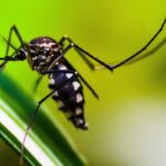 Estado do Rio de Janeiro decreta epidemia de dengue