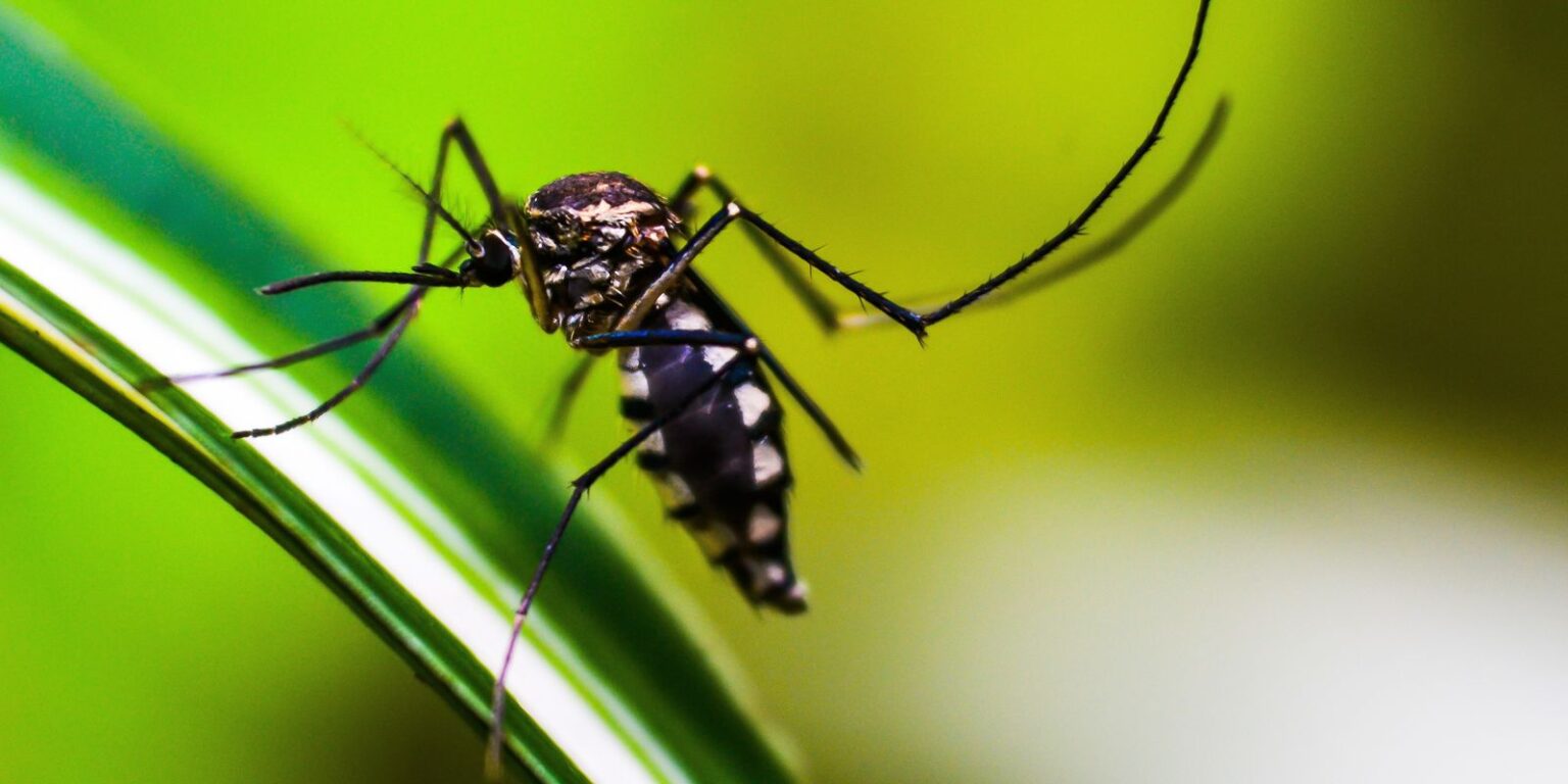 Estado do Rio de Janeiro decreta epidemia de dengue