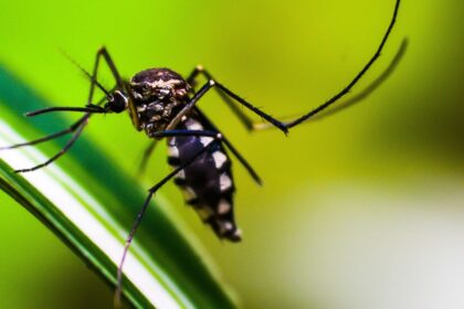 Estado do Rio de Janeiro decreta epidemia de dengue