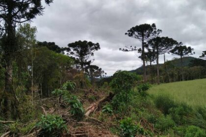 Estudo mostra que árvores exclusivas da Mata Atlântica estão ameaçadas