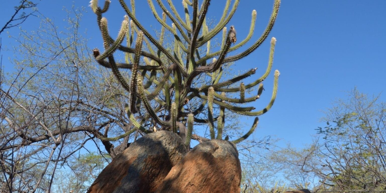 Governo retoma Comissão Nacional de Combate à Desertificação