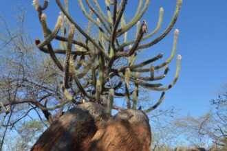 Governo retoma Comissão Nacional de Combate à Desertificação