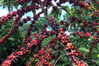 Restauração florestal em cafezais é viável economicamente, diz estudo