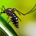 São Paulo promove nesta sexta-feira Dia D contra a Dengue