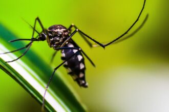 São Paulo promove nesta sexta-feira Dia D contra a Dengue