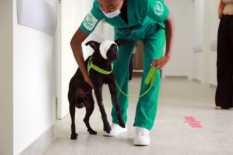 Hospital Veterinário registra 1,1 mil atendimentos em 15 dias – Secretaria de Comunicação