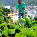 Produção local pode melhorar alimentação em centros urbanos