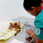 Mais de 14 mil atendimentos foram realizados em 45 dias de funcionamento do Hospital Veterinário de Salvador – Secretaria de Comunicação