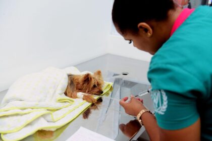 Mais de 14 mil atendimentos foram realizados em 45 dias de funcionamento do Hospital Veterinário de Salvador – Secretaria de Comunicação