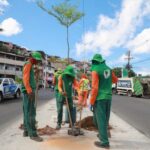 Prefeitura inicia plantio de 50 novas árvores na Avenida Suburbana – Secretaria de Comunicação