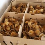 SAJ: Prefeitura, através da Secretaria de Agricultura (SEAGRI), realizou a entrega de 600 filhotes e kits de galinhas de postura – Prefeitura de Santo Antônio de Jesus - BA