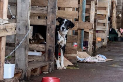 Rio Grande do Sul lança plano de ajuda a animais