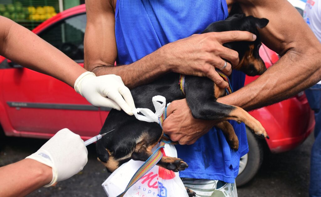 Salvador inicia campanha de vacinação antirrábica animal nesta segunda (8) – Secretaria de Comunicação