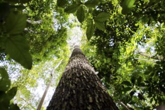 COP29 fecha acordo climático e chefe da ONU critica resultado