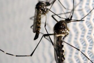 Óbitos por dengue chegam a 14 em São Paulo e a 21 no Brasil em 2025