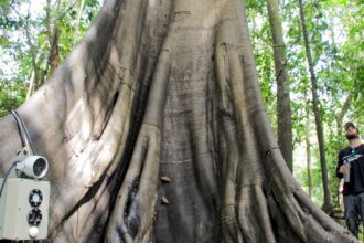 Tecnologias monitoram biodiversidade, árvores e ar da Amazônia