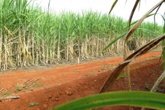 “Super enzima” de bactéria pode transformar resíduos em biocombustível