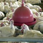Confira as principais dúvidas sobre a gripe aviária